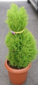 10月21日（日）トピアリー講座開催