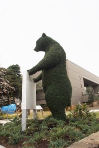 練馬区立美術館に4mのクマトピアリー（モザイカルチャー・植物造形）登場！