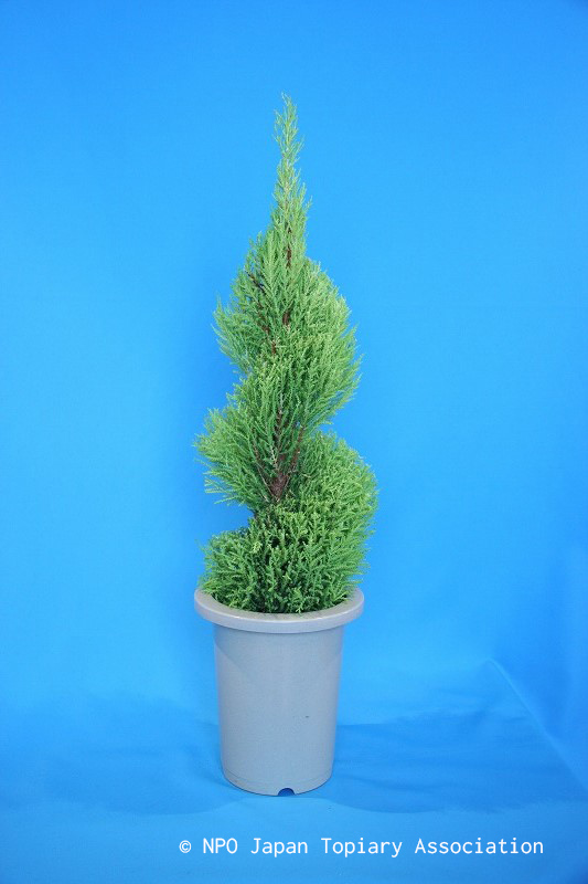 中級⑪スパイラル