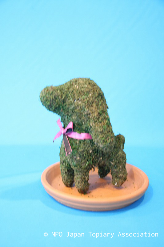 初級④ﾓｽ仔犬