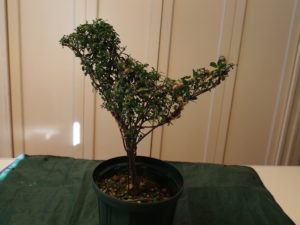 「トピアリーを知ろう!作ろう!!」来月開催