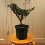 「植木のトピアリーを知ろう・作ろう!」講座開講