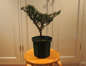 「植木のトピアリーを知ろう・作ろう!」講座開講