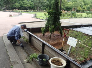 すっきり散髪!!日比谷公園・夏のタワートピアリー