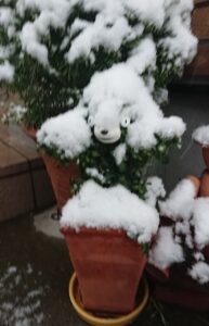 雪をかぶったくまモン