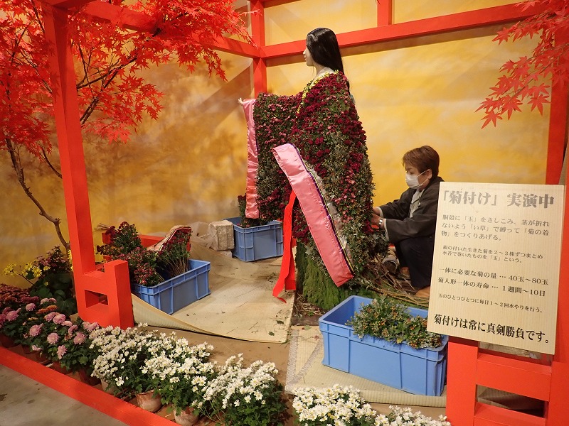 秋のひらかたパークで菊を愛でる | NPO法人 日本トピアリー協会