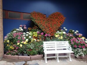 秋のひらかたパークで菊を愛でる