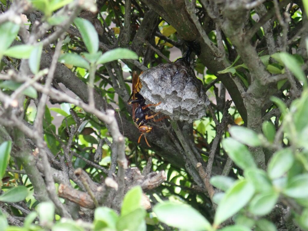 スワンの頭にハチの巣