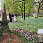 春の日比谷公園 タワートピアリー 今年が見納め