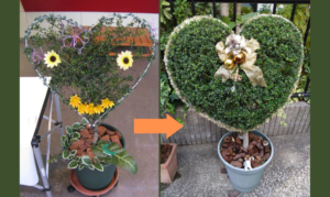 10年以上変化を楽しんでいるトピアリー✨