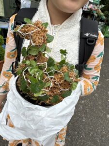 スタッフド