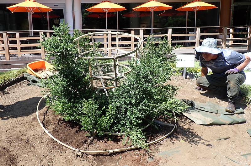キンメツゲの植栽