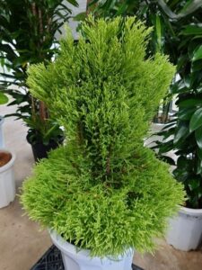 ウイルマ刈り込み