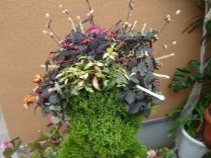 花魁トピアリー頭